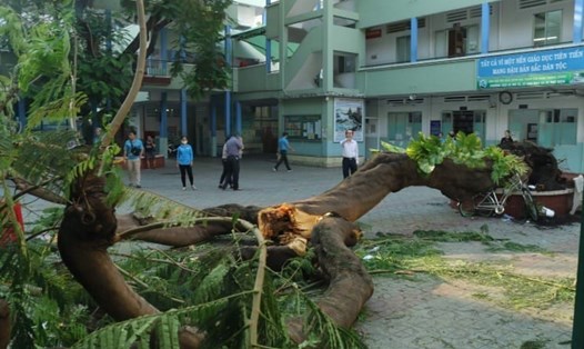 Một cây phượng vĩ trong trường THCS Bạch Đằng bất ngờ bật gốc, đè nhiều học sinh. Ảnh: Nhân Trọng