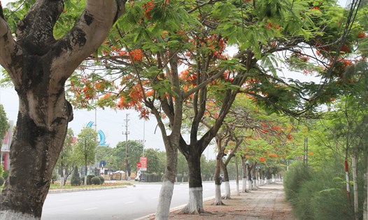 Hải Phòng rà soát toàn bộ cây xanh nguy hiểm sau vụ việc cây phượng bật gốc khiến nhóm học sinh thương vong tại TP Hồ Chí Minh. Ảnh: MD