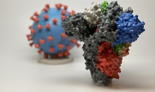 Mô hình 3D protein gai (để virus xâm nhập tế bào cơ thể người) của SARS-CoV-2. Ảnh: NIH