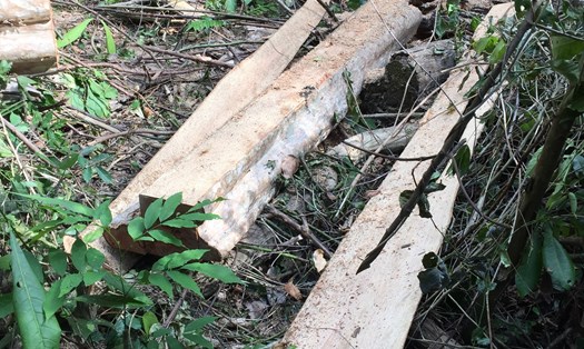 Hiện trường một vụ phá rừng tại khu bảo tồn thiên nhiên Ea Sô (Đắk Lắk). Ảnh: Quốc Hùng