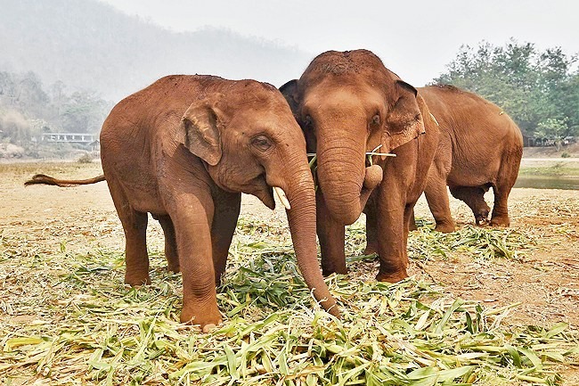Hàng chục con voi ở các khu bảo tồn thiên nhiên Thái Lan được thả về tự nhiên để tránh bị chết đói vì ảnh hưởng của đại dịch COVID-19. Ảnh: AFP