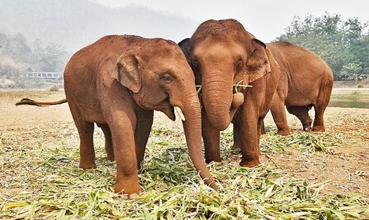 Hàng chục con voi ở các khu bảo tồn thiên nhiên Thái Lan được thả về tự nhiên để tránh bị chết đói vì ảnh hưởng của đại dịch COVID-19. Ảnh: AFP