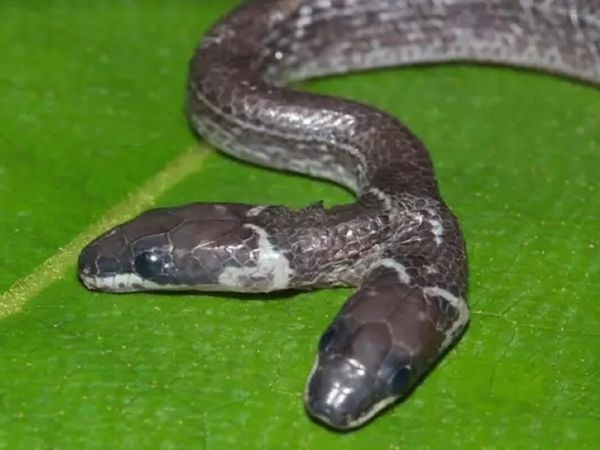 Animal world: New strange two-headed snake discovered in India