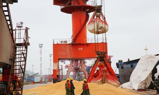 Đậu nành nhập khẩu tại một cảng ở Nam Thông, tỉnh Giang Tô, Trung Quốc. Ảnh: AFP.