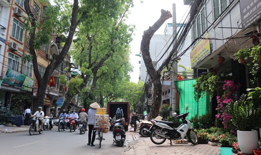 Nhiều cây xanh chết khô, nghiêng đổ trên các tuyến phố Hà Nội khiến người dân lo lắng. Ảnh: Lan Nhi.