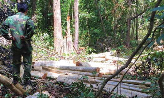 Hiện trường một vụ phá rừng ở khu bảo tồn thiên nhiên Ea Sô. Ảnh: Quốc Hùng