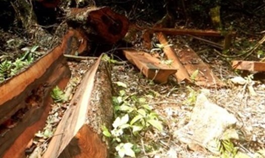 Liên tục phát hiện các vụ phá rừng đã gây bức xúc cho dư luận Quảng Bình. Ảnh: Lê Phi Long