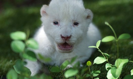 White King, chú sư tử trắng đầu tiên được sinh ra tại sở thú Công viên Mundo, Tây Ban Nha. Ảnh: AFP.