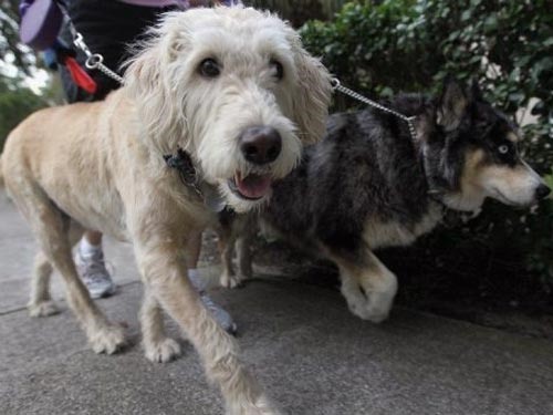 Chó có thể đóng vai trò cảnh báo sớm các nguy cơ đối với sức khoẻ con người. Ảnh: AFP