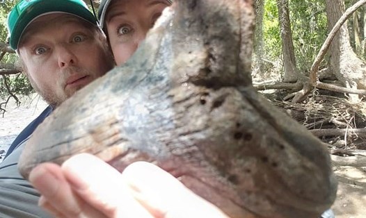 Chiếc răng cá mập được cặp đôi người Mỹ tìm thấy tại sông Stono ở thành phố Charleston, tiểu bang Nam Carolina, Mỹ. Ảnh: DailyMail