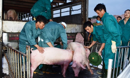 Lợn giống được nhập khẩu từ Thái Lan về Việt Nam. Ảnh: Văn Giang