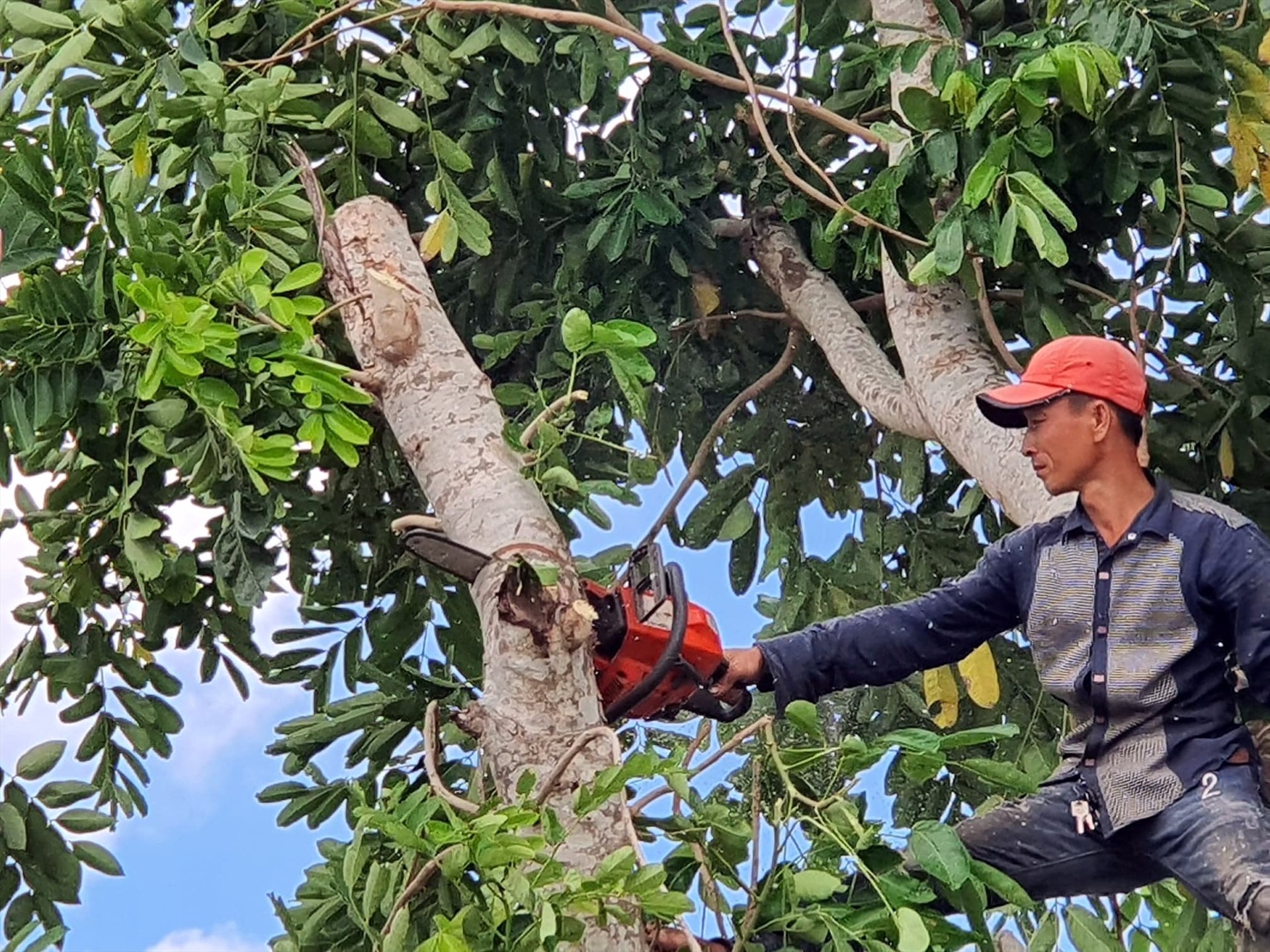 Đốn hạ cây xà cừ tại huyện Vĩnh Lợi, Bạc Liêu (ảnh Nhật Hồ)