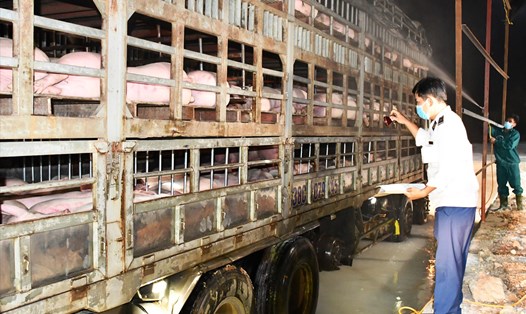 Kiểm dịch thú y lợn giống nhập khẩu từ Thái Lan. Ảnh: Văn Giang