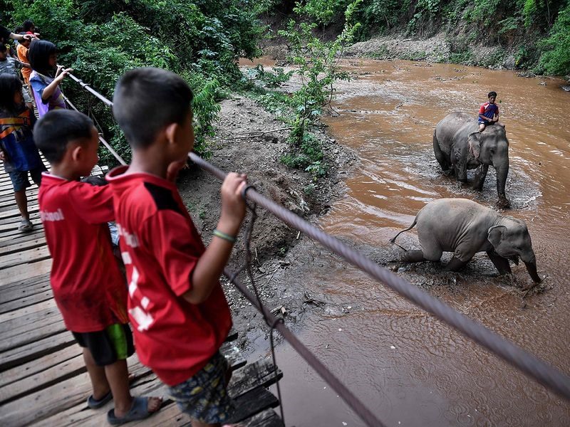 Cuộc sống của những chú voi Thái Lan tại quê nhà. Ảnh: AFP.