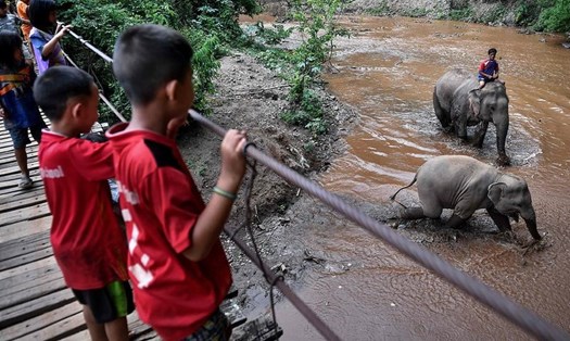 Cuộc sống của những chú voi Thái Lan tại quê nhà. Ảnh: AFP.
