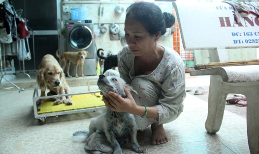 Hiện bà Thủy đang nuôi dưỡng, chăm sóc cho 36 chú chó đáng thương. Ảnh: N.Tri