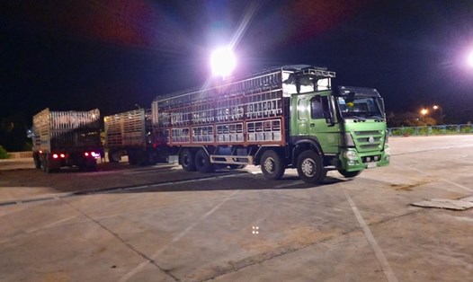 Xe chở lợn nhập khẩu làm thủ tục tại cửa khẩu Lao Bảo. Ảnh: Biên Phòng