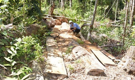 Công an tỉnh Gia Lai đã khởi tố nhiều vụ án khai thác rừng trái phép. Ảnh: Khánh Anh