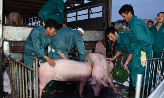 Lợn giống được nhập khẩu từ Thái Lan về để hỗ trợ tái đàn. Ảnh: Văn Giang