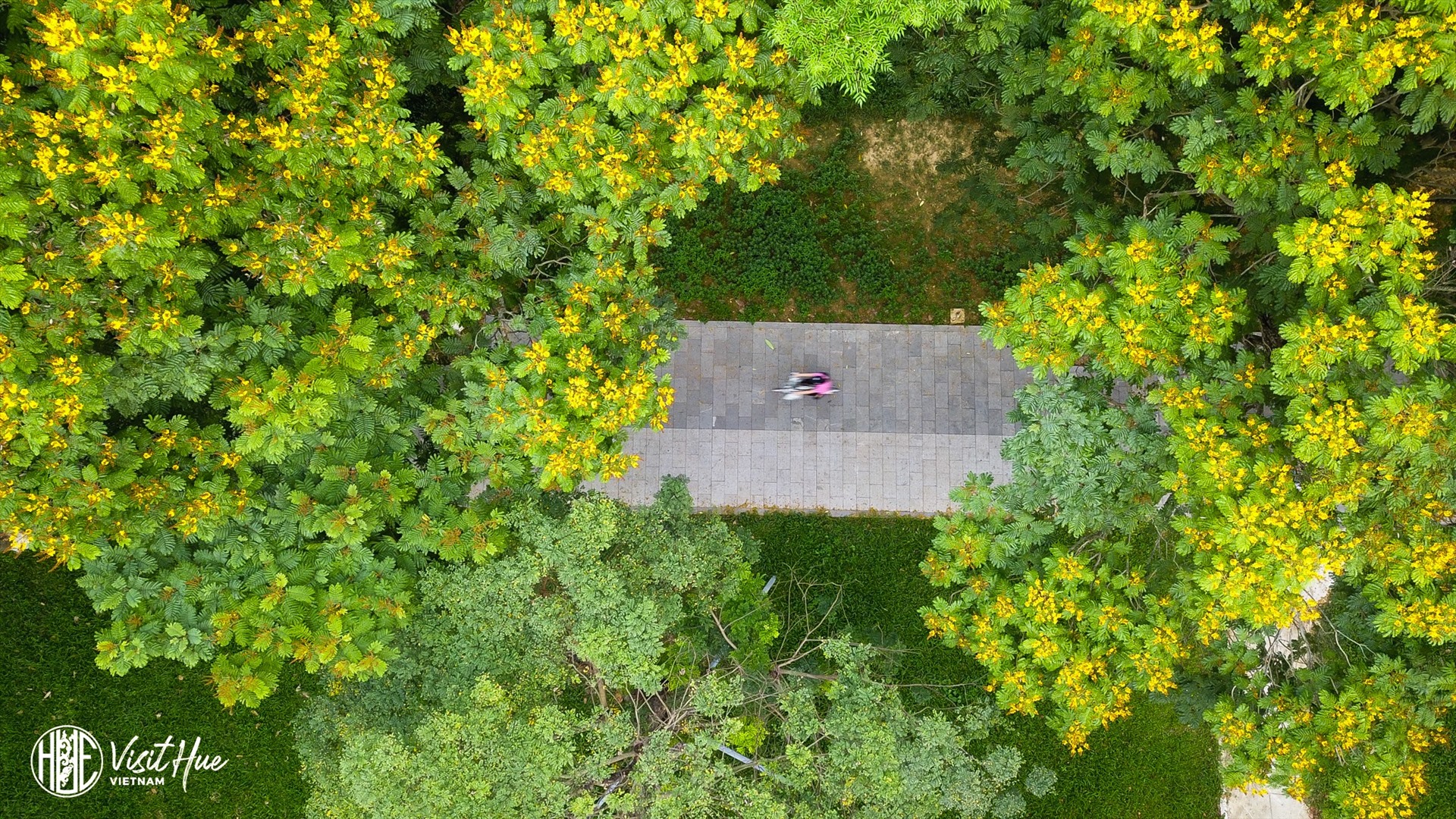 Mùa hoa điệp vàng xứ Huế thường từ tháng 5 tới tháng 7 hàng năm. Du khách có dịp tới du lịch Huế thời điểm này sẽ bắt gặp những cây hoa điệp vàng bừng nở đẹp đẽ, cánh hoa bay trong gió và đáp xuống lòng đường, vỉa hè tạo nên những thềm hoa mơ màng. Ảnh: Hồ Ngọc Anh Tuấn