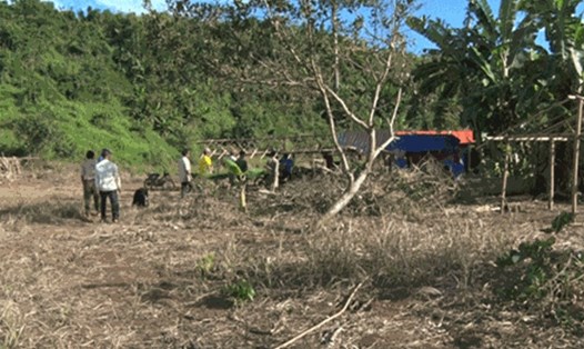 Dân di cư dự do phá rừng lấy đất sản xuất, lập bom sinh sống tại Đắk Nông. Ảnh: Hữu Long