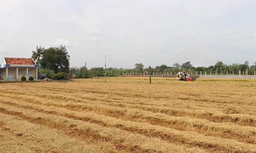 Sản xuất lúa mùa khô 2019 - 2020 ở Đồng bằng sông Cửu Long vẫn duy trì tốt trong điều kiện xâm nhập mặn nghiêm trọng. Ảnh: Kỳ Quan