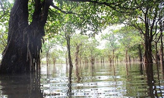 Rừng ngập mặn Đồng Rui đang bị ô nhiễm bụi tấn công. Ảnh: Nguyễn Hùng
