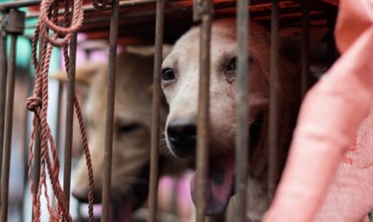 Hình ảnh con chó bị nhốt trong lồng tại Lễ hội thịt chó ở Ngọc Lâm, khu tự trị Quảng Tây, Trung Quốc. Ảnh: AFP