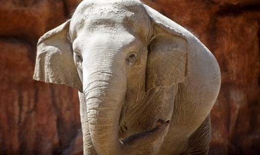 Chú voi nặng 3.940 kilogam, đi bộ 900 mét mỗi ngày để giảm béo. Ảnh: AFP