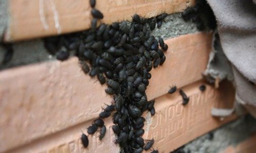 Hình ảnh bọ đậu đen. Ảnh: Bảo vệ Thực vật