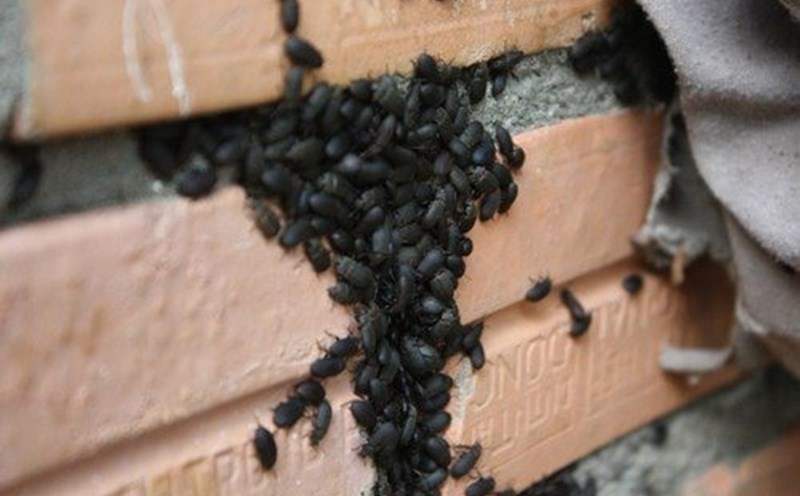 7. Đậu đen trong y học cổ truyền