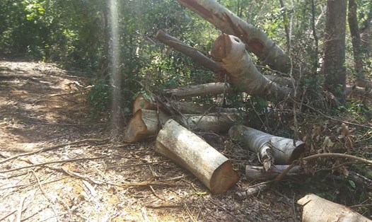 Các đối tượng đốn hạ cây gỗ dọc con đường dẫn vào rừng sâu ở Kbang. Ảnh PH