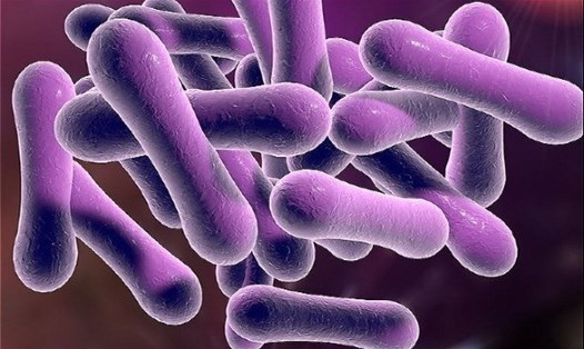 Vi khuẩn corynebacterium diphtheriae gây bệnh bạch hầu. Ảnh: Homeopathyplus