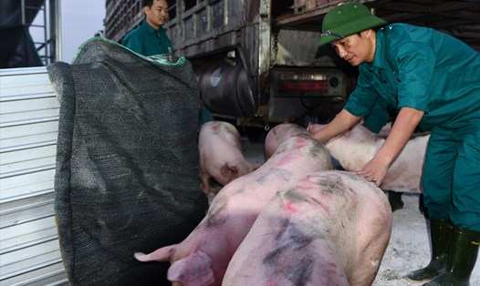 Lợn giống nhập khẩu từ Thái Lan về Việt Nam để phục vụ tái đàn, bổ sung nguồn cung. Ảnh: Văn Giang