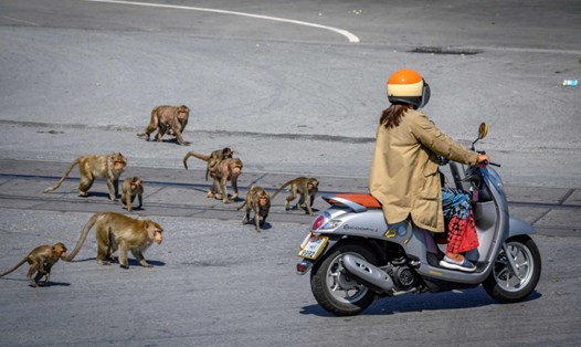 Hàng nghìn con khỉ trong thành phố Lopburi, Thái Lan trở nên hung hăng hơn trong thời kì đóng cửa du lịch vì COVID-19, thường xuyên tấn công người dân để giành thức ăn. Ảnh: AFP