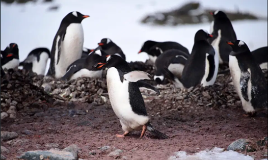 Trong điều kiện ít băng, chim cánh cụt ở Nam Cực có thể tiếp cận thức ăn dễ dàng hơn. Ảnh: AFP