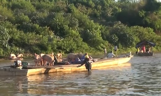 Lợn được vận chuyển bằng thuyền trên sông Sê Pôn tại khu vực thuộc biên giới của Lào. Ảnh: MH.