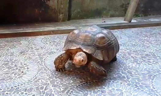 Cá thể rùa hộp quý hiếm nặng gần 17kg vừa được Hạt Kiểm lâm huyện Thạch Hà phối hợp thả về tự nhiên. Ảnh: KL.