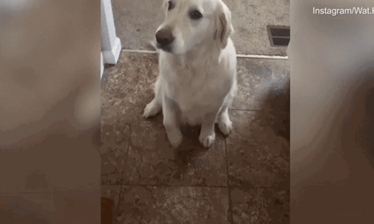 Chú chó xin lỗi vì đã ăn tranh phần của người anh em. Ảnh: Daily Mail