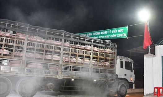 Nhập khẩu lợn hậu bị Thái Lan về Việt  Nam để tăng đàn. Ảnh: Văn Giang