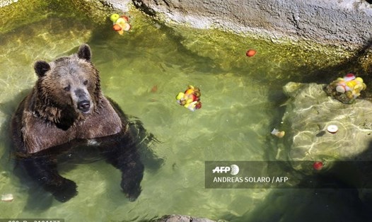 Một chú gấu nâu tại sở thú Bioparco ở Rome, Italia. Ảnh: AFP