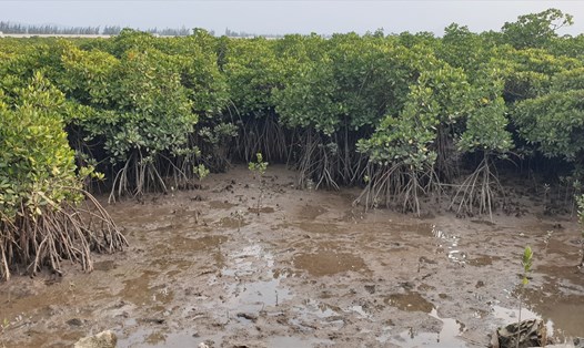 Một trong những khu rừng ngập mặn còn lại tại vịnh Cửa Lục. Ảnh: Nguyễn Hùng