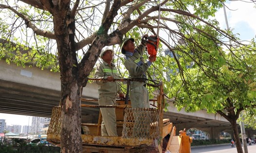 Công nhân cắt tỉa cây trước mùa mưa bão trên các tuyến phố Hà Nội. Ảnh: Lan Nhi