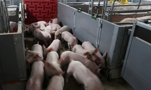 Chủng cúm lợn mới được phát hiện ở Trung Quốc được đặt tên là G4. Ảnh: Reuters.