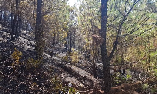 Sau nhiều nỗ lực của cơ quan chức năng và người dân, cháy rừng ở xã Diễn An đã được dập tắt. Ảnh: Quang Đại