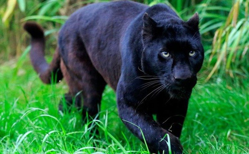 Loài báo đen đang bị đe dọa và kiểm lâm Đồng Nai đã lập kế hoạch bảo vệ chúng. Hãy xem những hình ảnh đẹp về báo đen và hỗ trợ sự nghiệp bảo vệ động vật bằng cách chia sẻ và tải xuống ảnh.