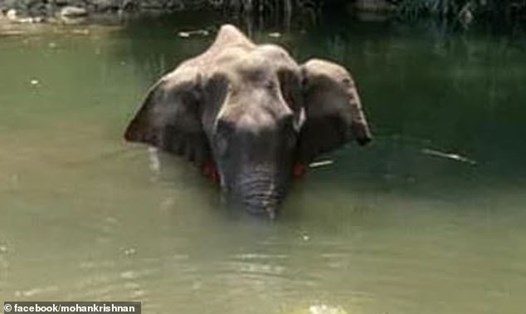 Con voi mang thai ngâm miệng xuống nước sau khi bị dân làng lừa ăn quả dứa có đầy pháo. Ảnh: Mail Online.