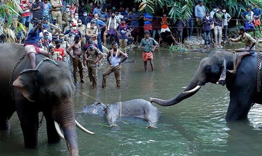 Bức ảnh chụp ngày 27.5 ở sông Velliyar, quận Palakkad của bang Kerala, Ấn Độ, khi con voi mẹ mang thai chết ở sông. Ảnh: AFP.
