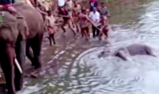 Người dân kéo xác con voi mang thai đã chết ra khỏi nước hôm 27.5 sau khi con vật bị lừa ăn dứa nhồi pháo tại Kerala, Ấn Độ. Ảnh: Gulf News.