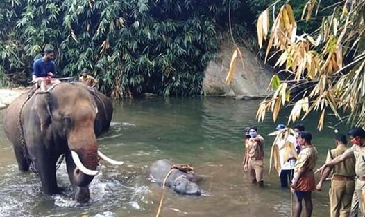 Con sông nơi voi mang thai ăn dứa nhồi pháo nổ ngâm mình trước khi chết. Ảnh: The Hindu.